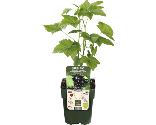 Svartvinbär i kruka