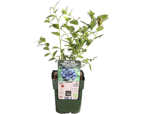 Blåbärsplanta i kruka med ekologisk certifiering
