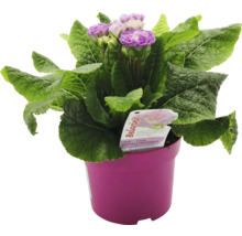 Primula Belarina i en kruka