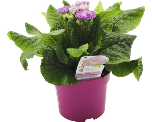 Primula Belarina i en kruka