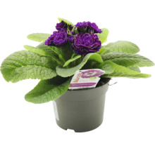 Primula i kruka med violetta blommor och gröna blad.