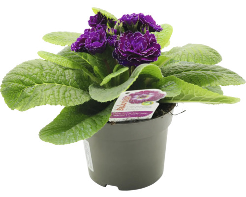 Primula i kruka med violetta blommor och gröna blad.