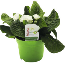 Blommande Primula Belarina Snow i kruka