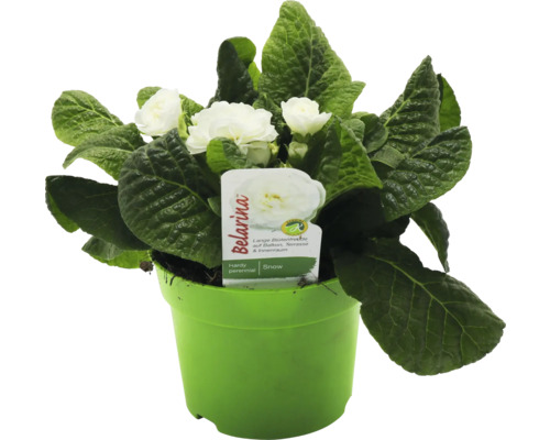 Blommande Primula Belarina Snow i kruka