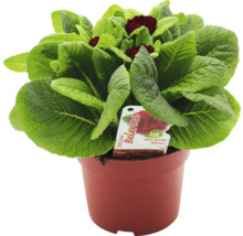 Primula Belarina i en planteringskruka