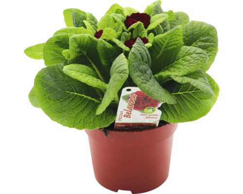 Primula Belarina i en planteringskruka