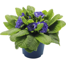 Primula i kruka med lila blommor och gröna blad i krukan.