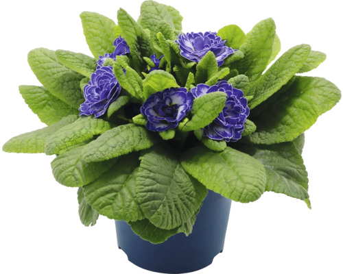 Primula i kruka med lila blommor och gröna blad i krukan.