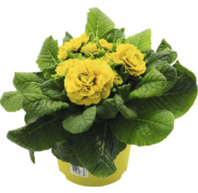 Fylld Primula i en kruka