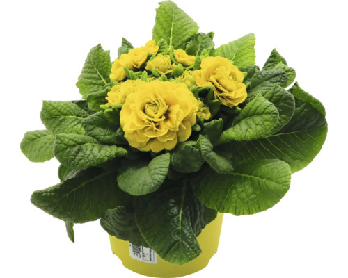 Fylld Primula i en kruka