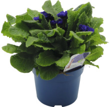 Blå kruka med blommande primula