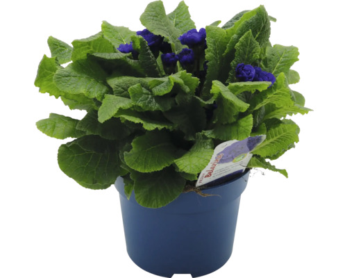 Blå kruka med blommande primula