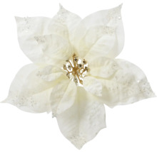 Dekorativ vit julstjärneblomma