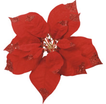Dekorativ röd julstjärneblomma