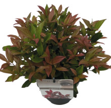 Leucothoe axillaris ''Scarletta'' i en kruka