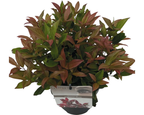 Vinterrosling FLORASELF Leucothoe 'Scarletta' Co 2L