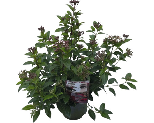 Lagerolvon FLORASELF Viburnum tinus Co 2L