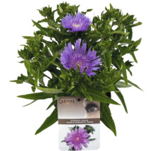 Stokesia laevis Purple Parasols i kruka