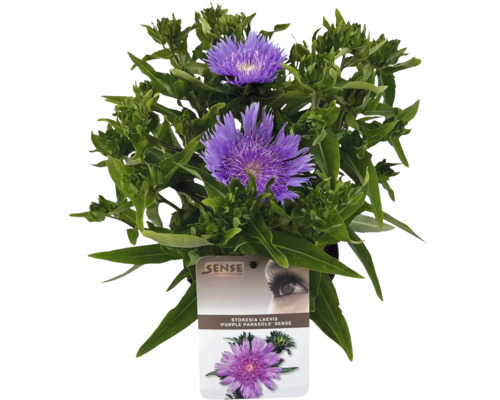 Blåklintsaster FLORSELF Stokesia laevis 'Purple Parasols' 10-60cm Co 3L