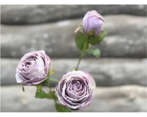 Närbild av tre lila rosor med stjälk och blad