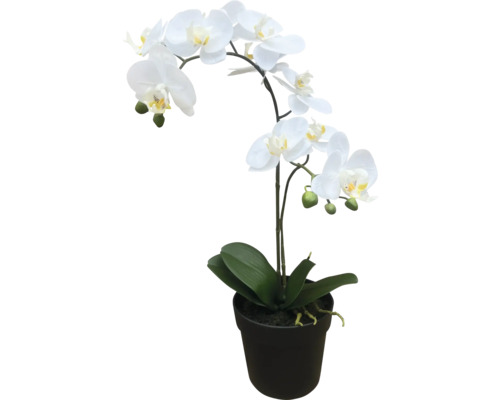 Konstväxt Phalaenopsis i kruka 54cm vit 2 stänger