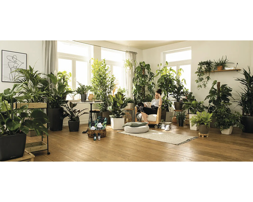 Ljust rum med många krukväxter, inklusive olika gröna växter i krukor, som skapar en naturlig och avslappnad atmosfär.