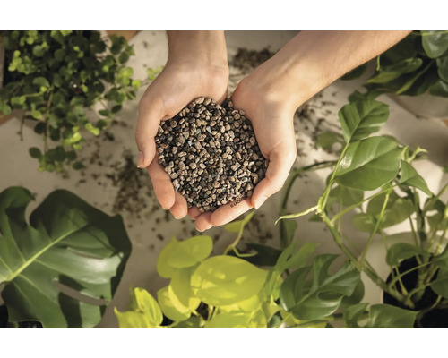 Händer håller lecakulor omgivna av krukväxter.