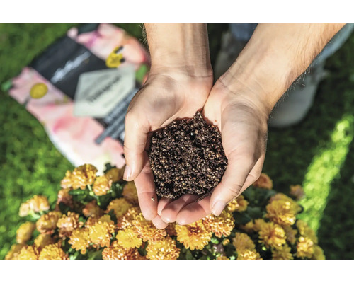 Händer håller blomjord över en växt