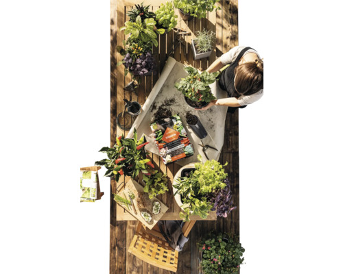 Ovanifrån en träbordsskiva med olika örter och grönsaker i krukor, planteringsjord och en person som planterar om en växt