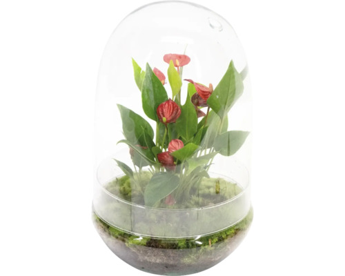 Flaskträdgård rosenkalla/Anthurium Sphere FLORASELF Ø 20cm