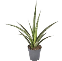 Sansevieria växt i kruka