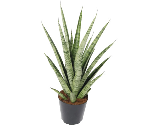 Pinnlilja FLORASELF Sansevieria cylindrica 'Pineapple'/ 'Ananas' ca 40cm Ø12cm