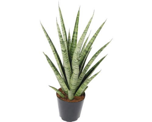 Pinnlilja FLORASELF Sansevieria cylindrica 'Pineapple'/ 'Ananas' ca 40cm Ø12cm Svärmors tunga i kruka