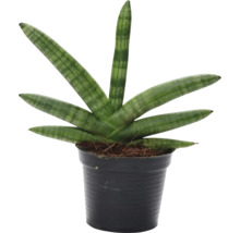 Bajonettlilja FLORASELF Sansevieria 'Skyline' ca 45cm Ø10,5cm