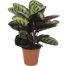Kalatea FLORASELF Calathea 'Medallion' ca 80cm krukstorlek Ø21cm