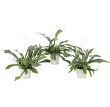 Älghornsbräken ampel FLORASELF Platycerium bifurcatum ca 25cm Ø12cm