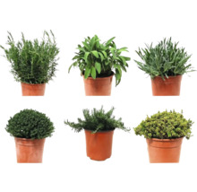 Örtplantor i krukor