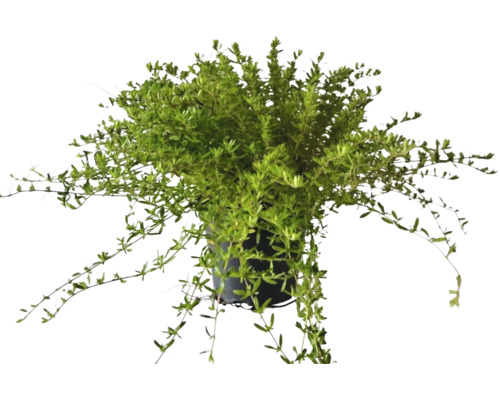 Hängande växt i kruka