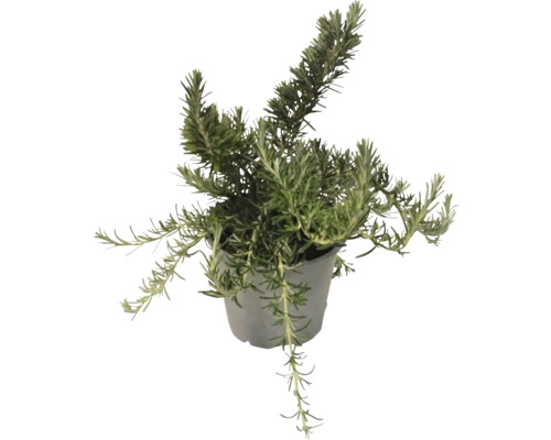 Rosmarinväxt i kruka