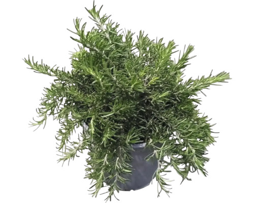 Rosmarinväxt i kruka