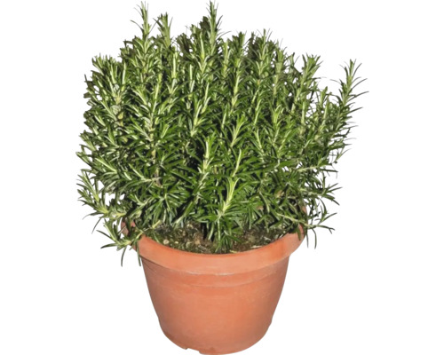 Rosmarinplanta i kruka