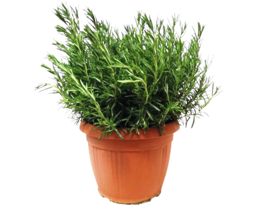 Rosmarinplanta i kruka