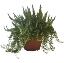 Rosmarinväxt i kruka