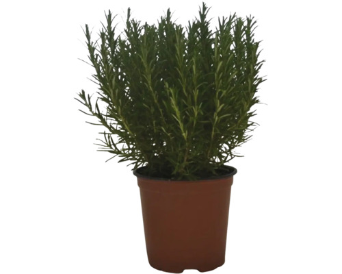 Rosmarinväxt i kruka