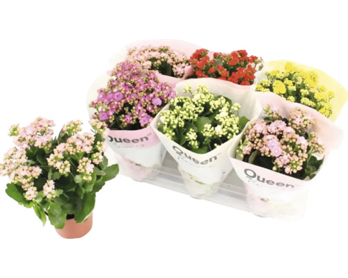 Våreld mix FLORASELF Kalanchoe 20-25cm krukstorlek Ø14cm