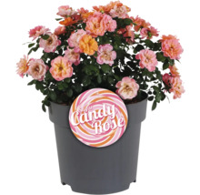 Ros FLORASELF Rosa 'Sugar Candy' Co 3,5L