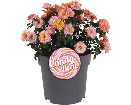 Socker Candy Rose i kruka