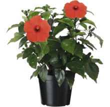 Hibiskus i kruka
