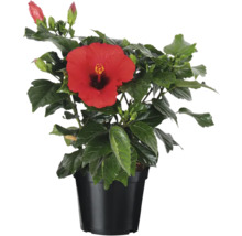 Hibiskus i kruka med röd blomma