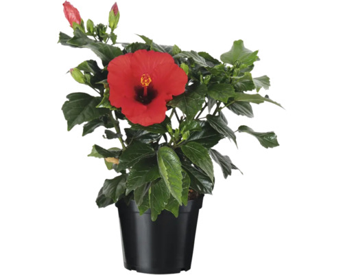 Hibiskus i kruka med röd blomma